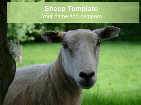 Free Sheep PowerPoint Template