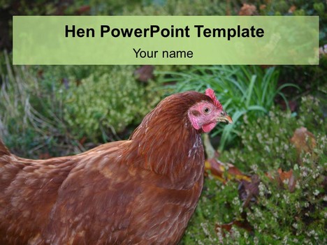 Hen PowerPoint Template