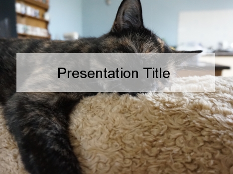 Lazy Cat PowerPoint Template